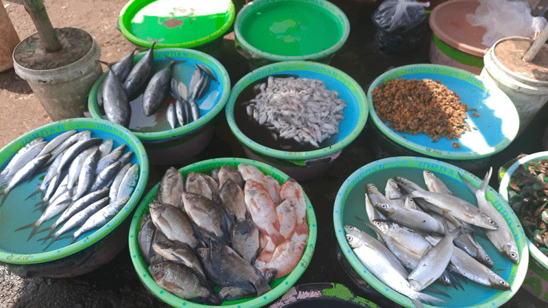 2025 | Hasil Bahari Pelabuhan Ikan Tawang (1)