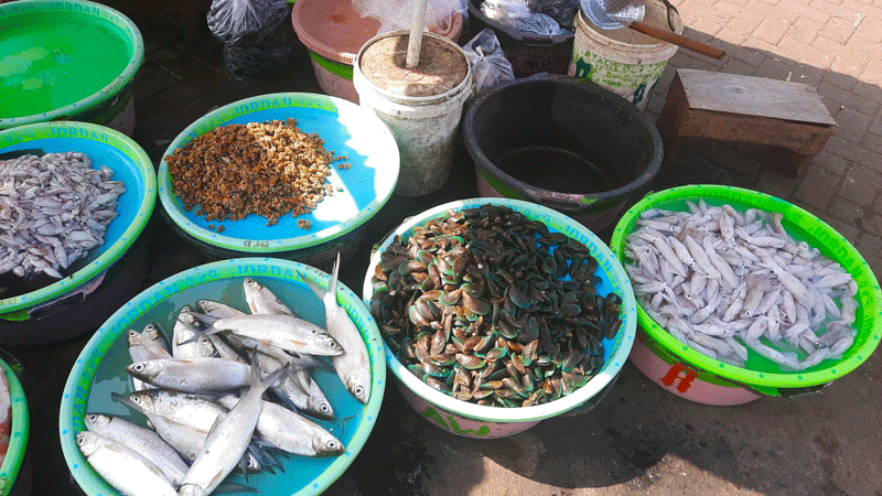 2025 | Hasil Bahari Pelabuhan Ikan Tawang