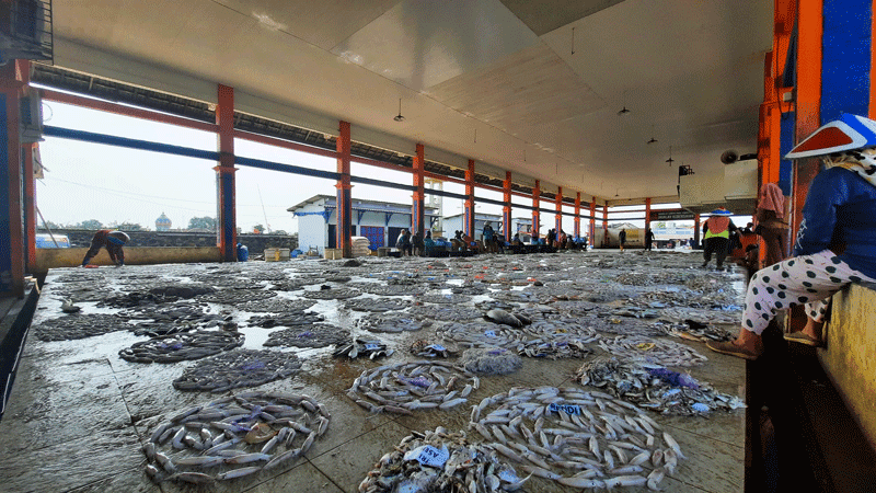 2025 | Persiapan Lelang Ikan